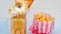 Dogs in food