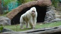 Gorille Blanc - Barcelone Zoo