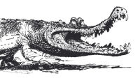Franquin - Crocodile de Franquin