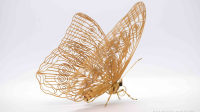 papillon, (c) Noriyuki Saitoh, tous droits réservés