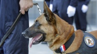 BORDEAUX, FRANCE - NOVEMBER 9:Dog handler Dider Hude holds police dog Aldo on Nov. 9, 2011, at the Bordeaux city hall. Aldo, a French police dog, was decorated with a medal for bravery and dedication at a ceremony in the southwestern city of Bordeaux. A Belgian Malinois sheepdog, he has been behind 1,700 arrests since he started working for the Bordeaux police department in 2006 — almost one a day — and 475 arrests this year alone. His handler did not receive a medal. (AFP photo / Nicolas Tucat)