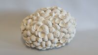 corail patate