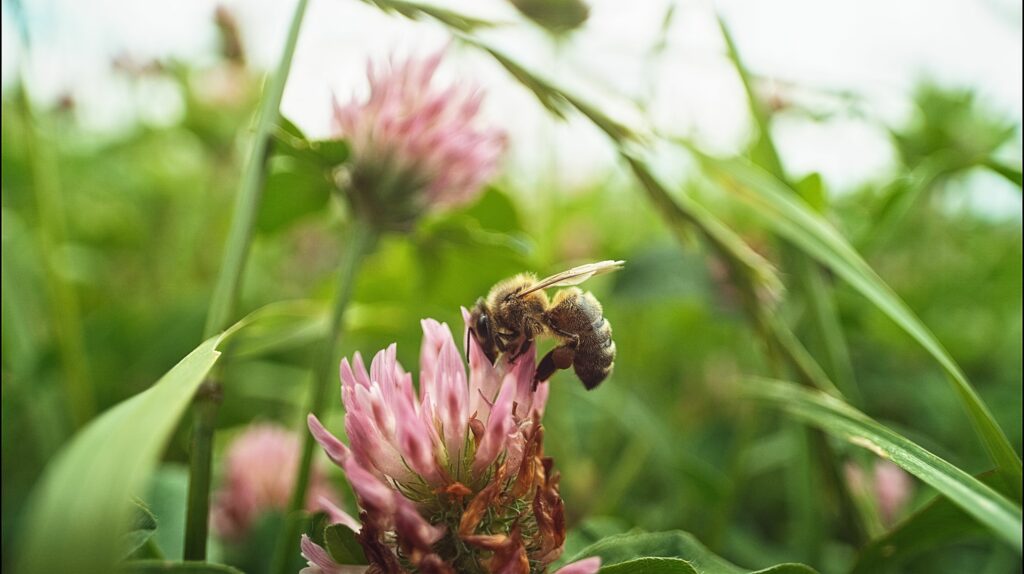 Une abeille européenne (Apis mellifera) d'une prarie de l'Aveyron, France.