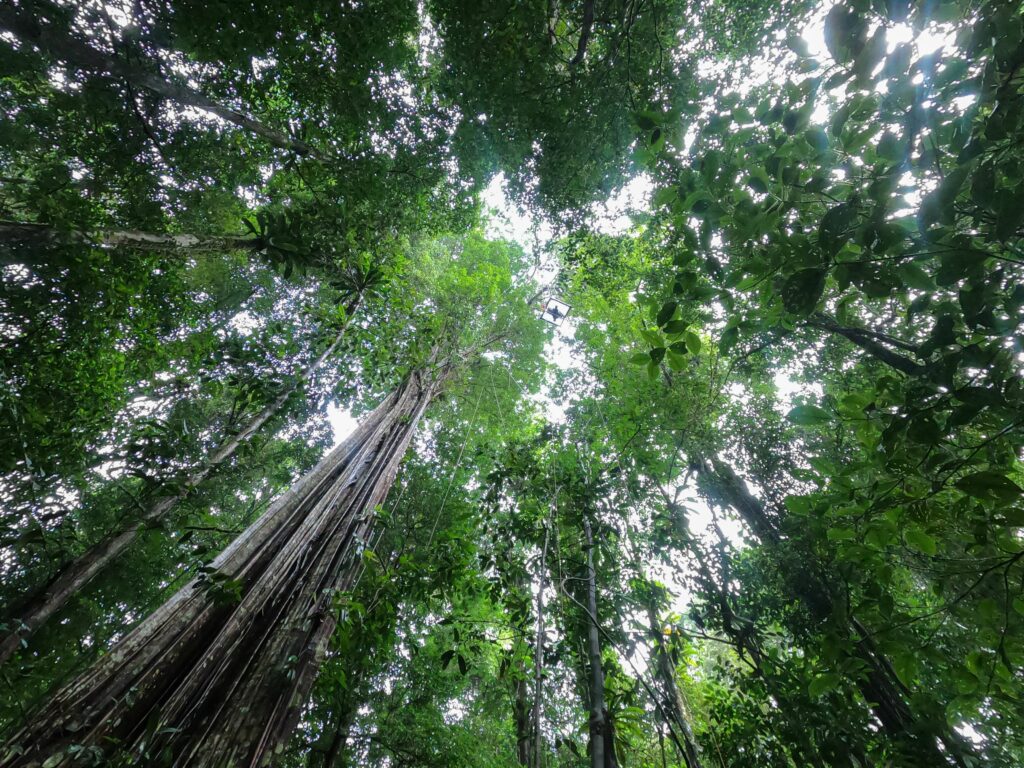 Vue de la forêt tropicale de la Montagne de Kaw, en Guyane