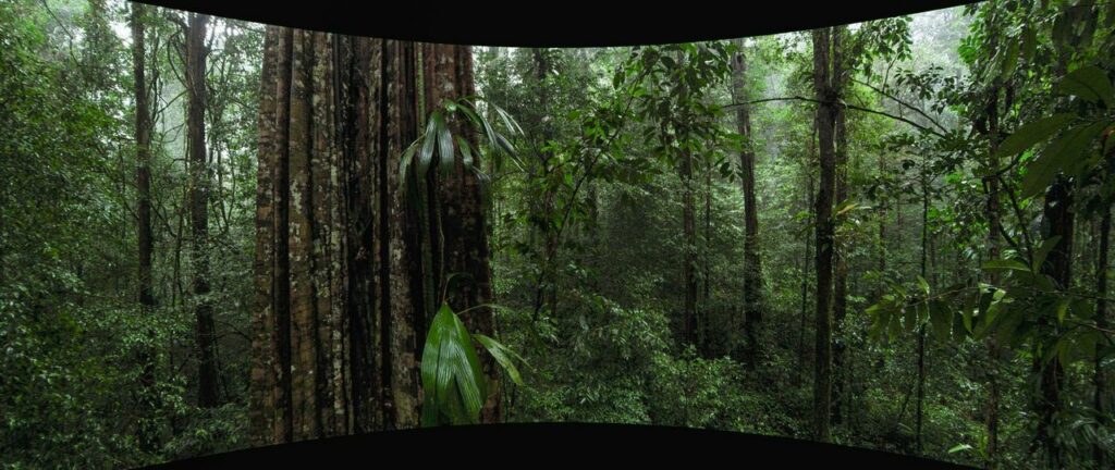 Vue de la forêt tropicale de la Montagne de Kaw, en Guyane