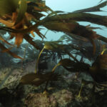 Algues marines  Aquarium tropical