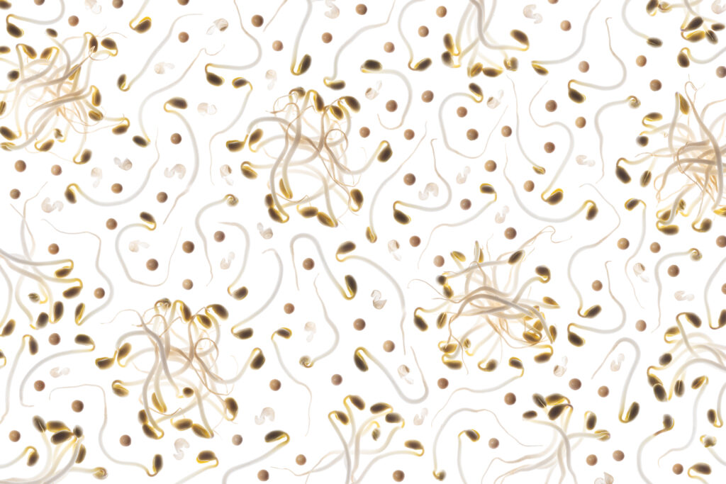 Soybean Sprouts Back Lit Pattern