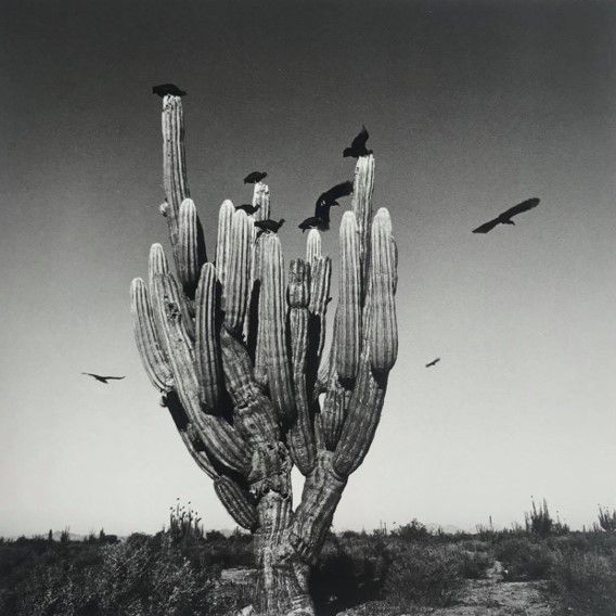 Graciela Iturbide, Saguaro, désert de Sonora, Mexique, 1979