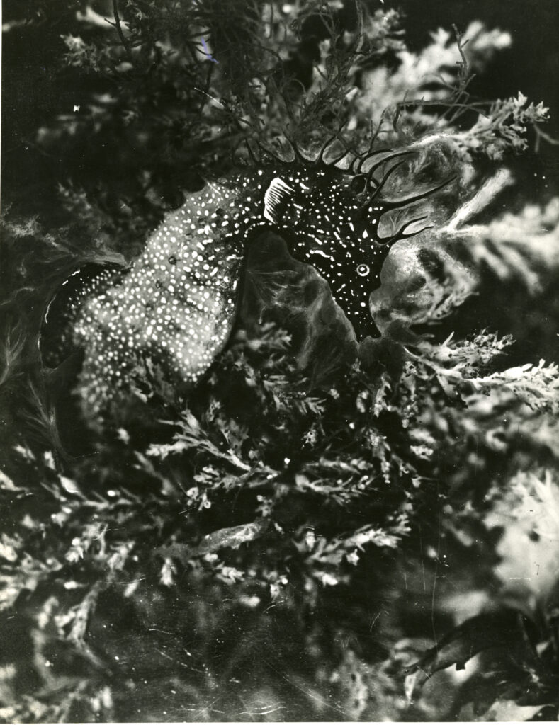 Jean Painlevé, Hippocampe dans les algues , vers 1931