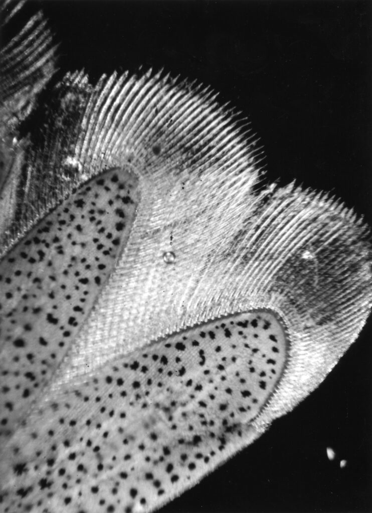 Jean Painlevé assisté de El I LOTAR, Détail de la pâle d’une queue de crevette, 1929