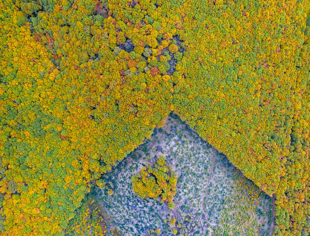 The polygonal forest, Sierra de Béjar, Salamanca, Spain, 2019
