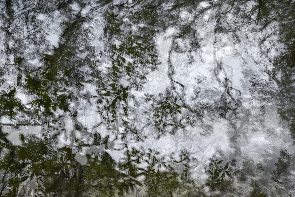 Eric Bourret, Primary Forest (réf. 11), Madère 2016