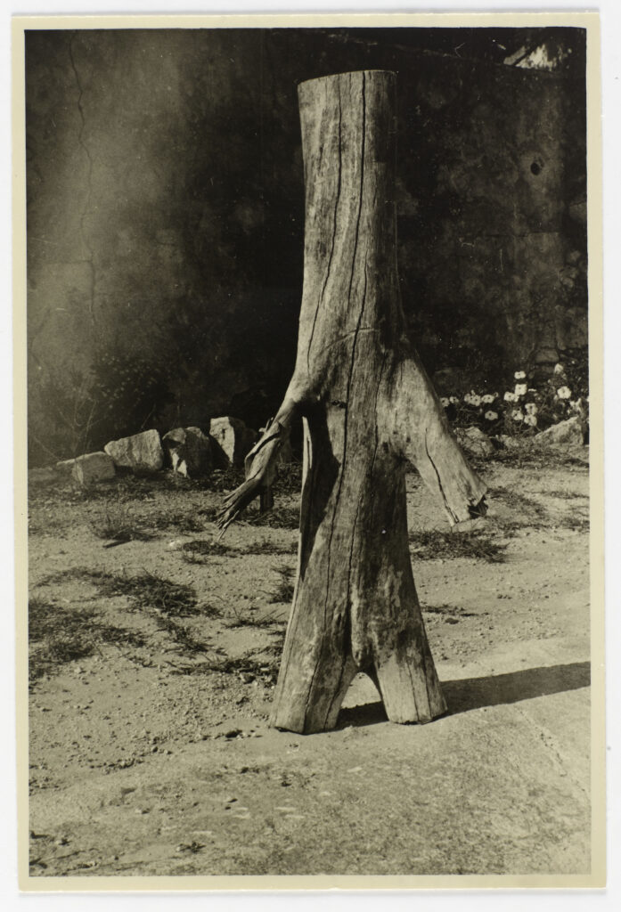 Man Ray, Tronc d’arbre, vers 1957-1958