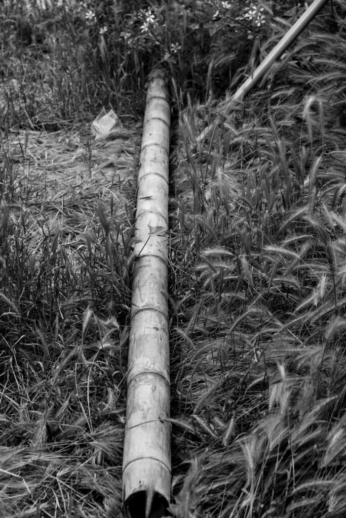Bambou Guada utilisé pour la construction du pavillon