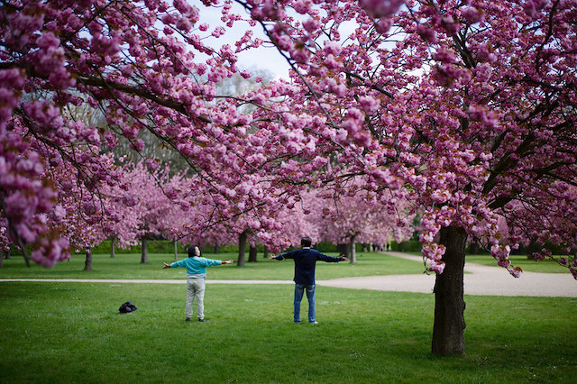 Cerisiers en fleurs au Parc de Sceaux