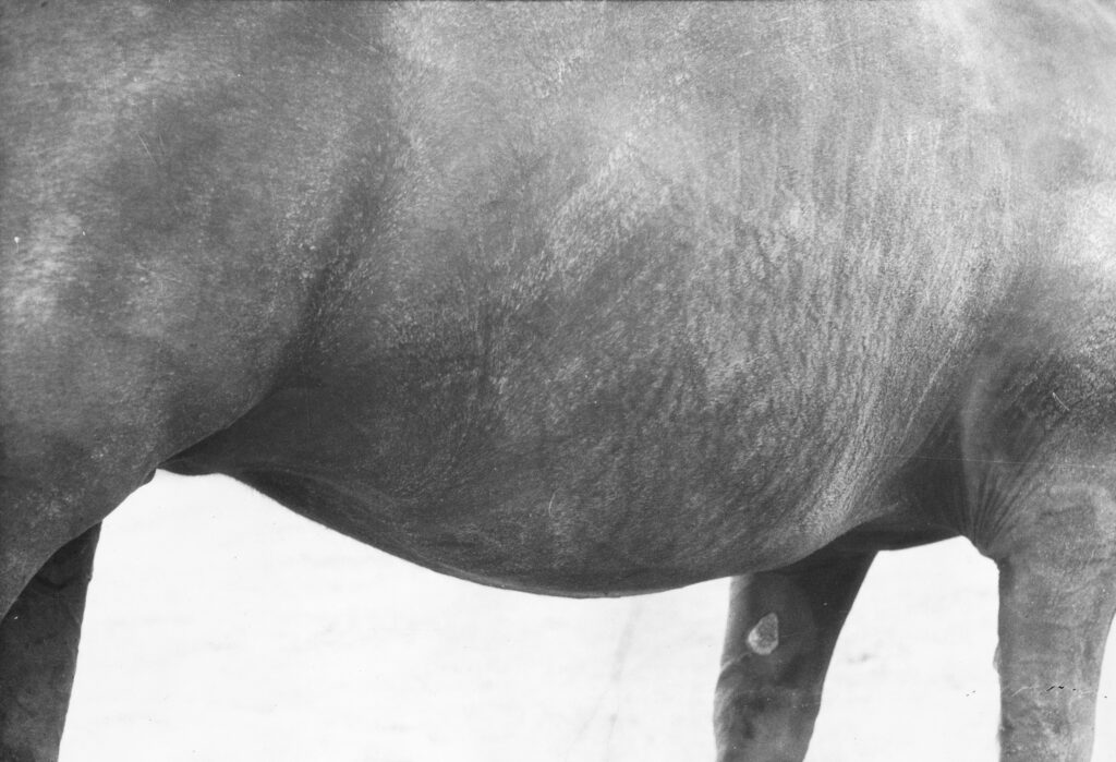 Jochen Lempert, Symmetry and Architecture of the Body (Horse), 1997 - 2005