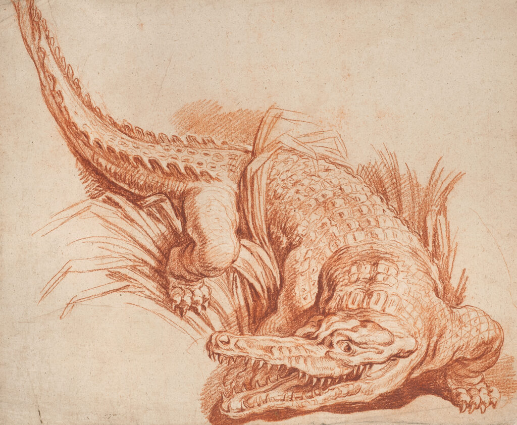 François Boucher, Etude de crocodile entre les roseaux