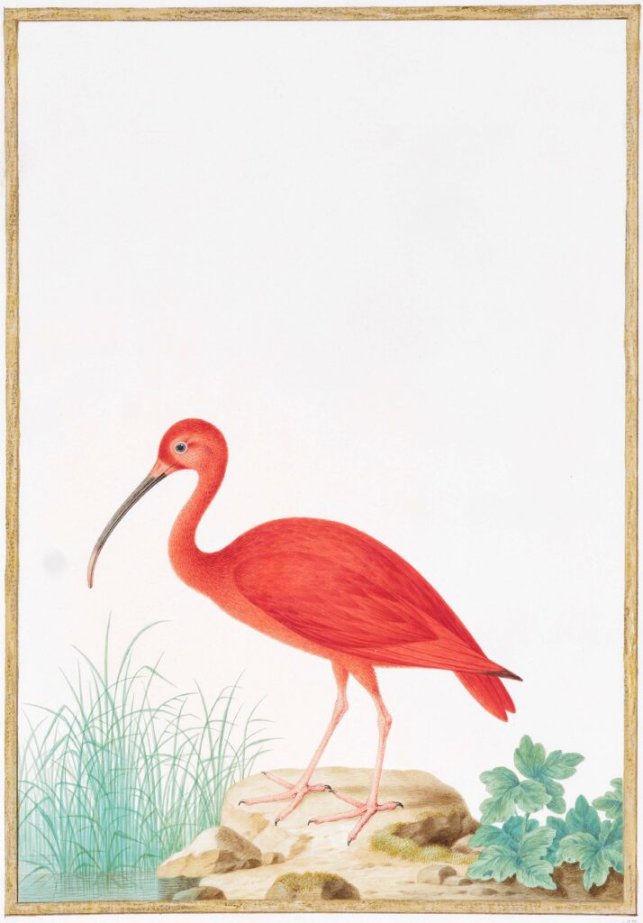Nicolas Robert, Ibis rouge - eudocimus ruber