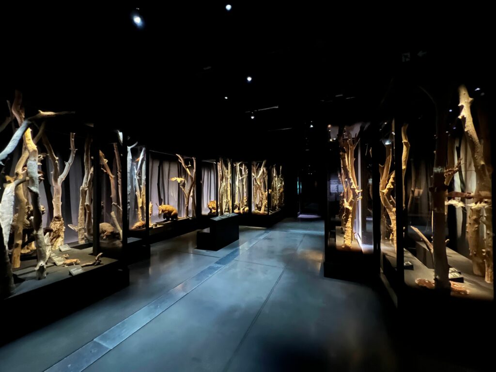 Vue de l'exposition Magique au Musée des Confluences de Lyon