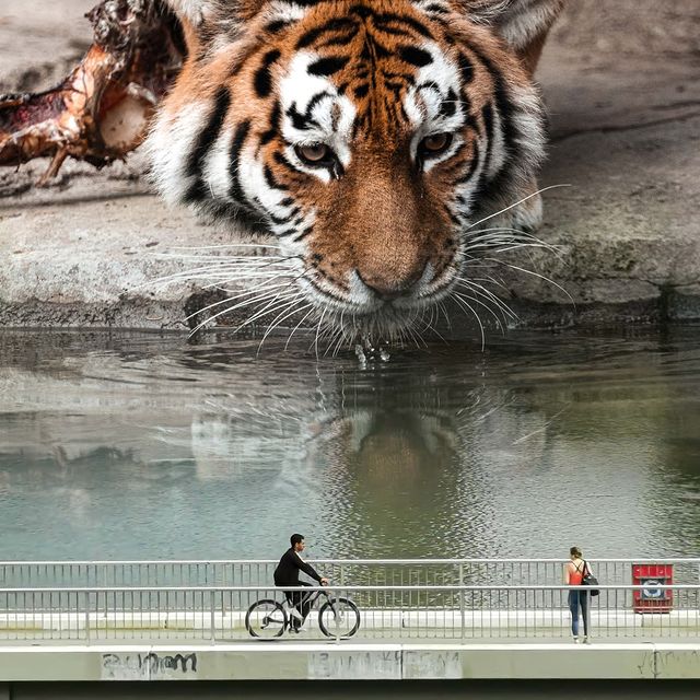 In the eye of the Tiger, Hansruedi Ramsauer, 2022