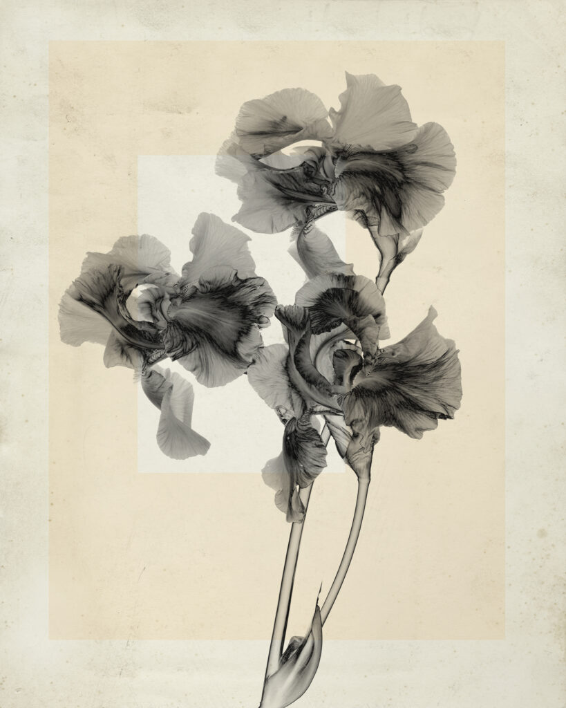 Thomas Ruff , flower.s.10 , 2019