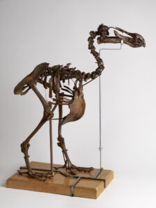 Exposition L'oiseau rare au Musée des Confluences Lyon