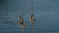 Groupe de 2 pêcheurs sur échasses - Marine de Soos Crédit photo Manon de Soos