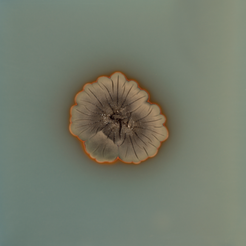  Allouche Dove, Fungi Cladosporium Cladosporioides n°29, 2017