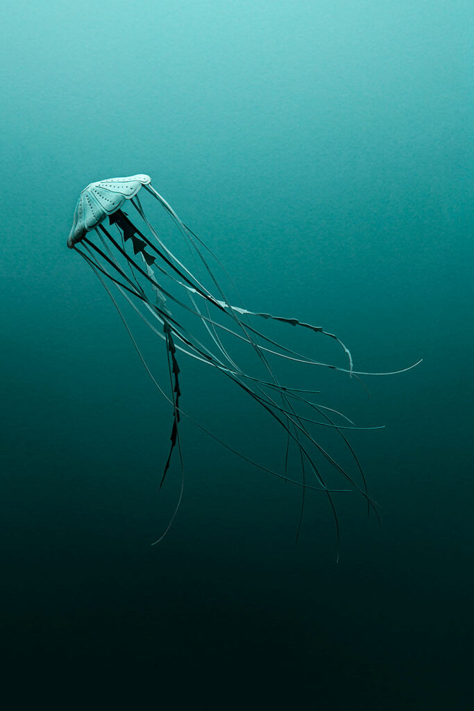 Raya Sader Bujana, Paper Jellyfish, 2018