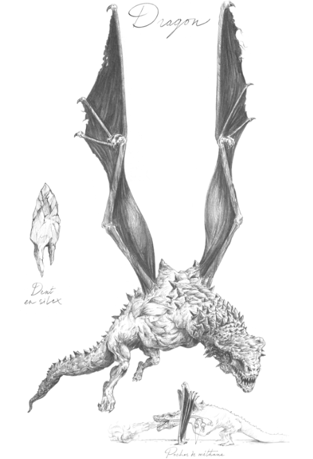 Planche anatomique du dragon, Arnaud Rafaelian