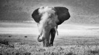 ‘African Elephant Puffing Dust’ by Michael Snedic, Australia