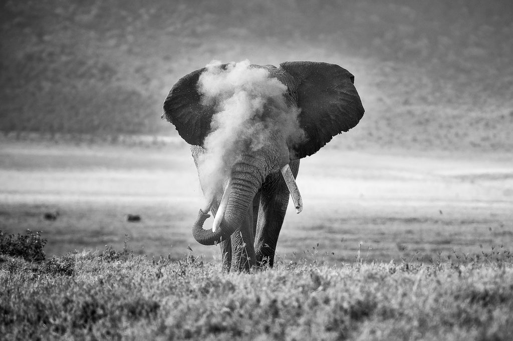 ‘African Elephant Puffing Dust’, Michael Snedic, Australia
