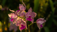 Exposition-Mille et une orchidées-Grandes Serres du Jardin des Plantes-FG4_3703 © F-G Grandin MNHN