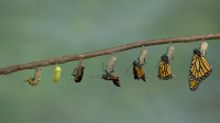 Monarch Butterfly emerging from it's chrysalis