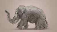 Exposition-Vincent-Fournier-Musée-de-la-chasse-et-de-la-nature-Vincent Fournier, Eléphant Mirage