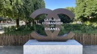 Vue de la fleur d'oranger de Chanel aux Tuileries (1)