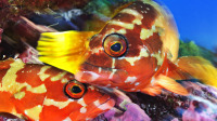 This digital file was made at 
AutumnColor Digital Imaging
Dedicated to the special needs of fine artists
(800) 533-5050
