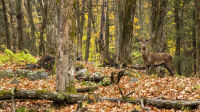 Outaouais. Parc Oméga.

Depuis 1991, le Parc Oméga, situé en Outaouais, propose une formule unique au Québec qui permet à ses visiteurs de
découvrir de nombreuses espèces d’animaux sauvages vivants dans leur habitat naturel, et ce, au fil des saisons. En plus
de son parcours voiture d’une douzaine de kilomètres, le parc offre plusieurs activités, des sentiers pédestres, des services
de restauration et des hébergements insolites. Une visite au parc, c’est une immersion au coeur de la nature, de la culture
et de l’histoire du Québec.

Parc Oméga
399 Route 323 North, Montebello, Québec, CA, J0V 1L0
8194235487

Contact : Mme Claudiane Jolicoeur, Coordonnatrice marketing
819 423-5487 poste 209 | cjolicoeur@parcomega.ca
Réseaux sociaux : FB : @parcomegamontebello | IG : @parcomega