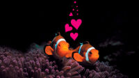 St-Valentin-aquarium_2024