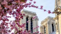 notre-dame-cerisiers-fleurs-sakura-paris-mylittleroad