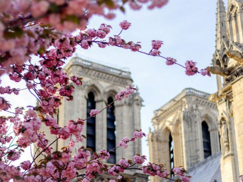 Où voir les cerisisers en fleurs à Paris ?