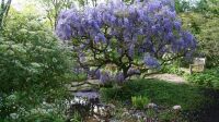 Rendez-vous au jardin, jardin de Sonja, promenade des senteurs