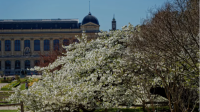 Cerisier du Japon - Jardin des Plantes © MNHN - F.-G. Grandin