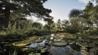 Jardin Bontanique exotique du Val Rahmeh - Menton - le bassin - Nenuphar géant (Victoria cruziana)
