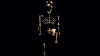 Moulage du squelette de Lucy, Australopithecus afarensis - Muséum national d’Histoire