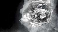 Exposition Olga Caldas à la Halle Saint-Pierre - Olga Caldas, Rose nuage 2019-2023