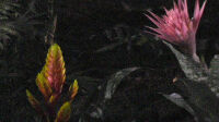 exposition-rendre-visible-musee-de-lodeve-anne-charlotte-finel-jardins-2017-c-anne-charlotte-finel-c-adagp-paris-2025-3200x0