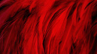 Red dark of feather texture background. Red dark of feather texture background.