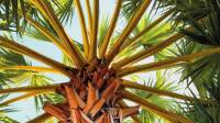 Automne tropical 2026 – Grandes Serres du Jardin des Plantes Automne tropical 2026 - palmiers aux Grandes Serres du Jardin des Plantes