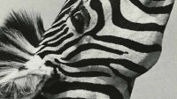 Exposition Plein les yeux ! au Centre photographique Rouen Normandie